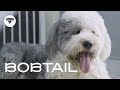 BIG DOG without a Tail - English sheepdog - Grooming in salon