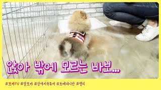 2개월 강아지 사회화 훈련하러 훈련소 가기! 배변훈련하…