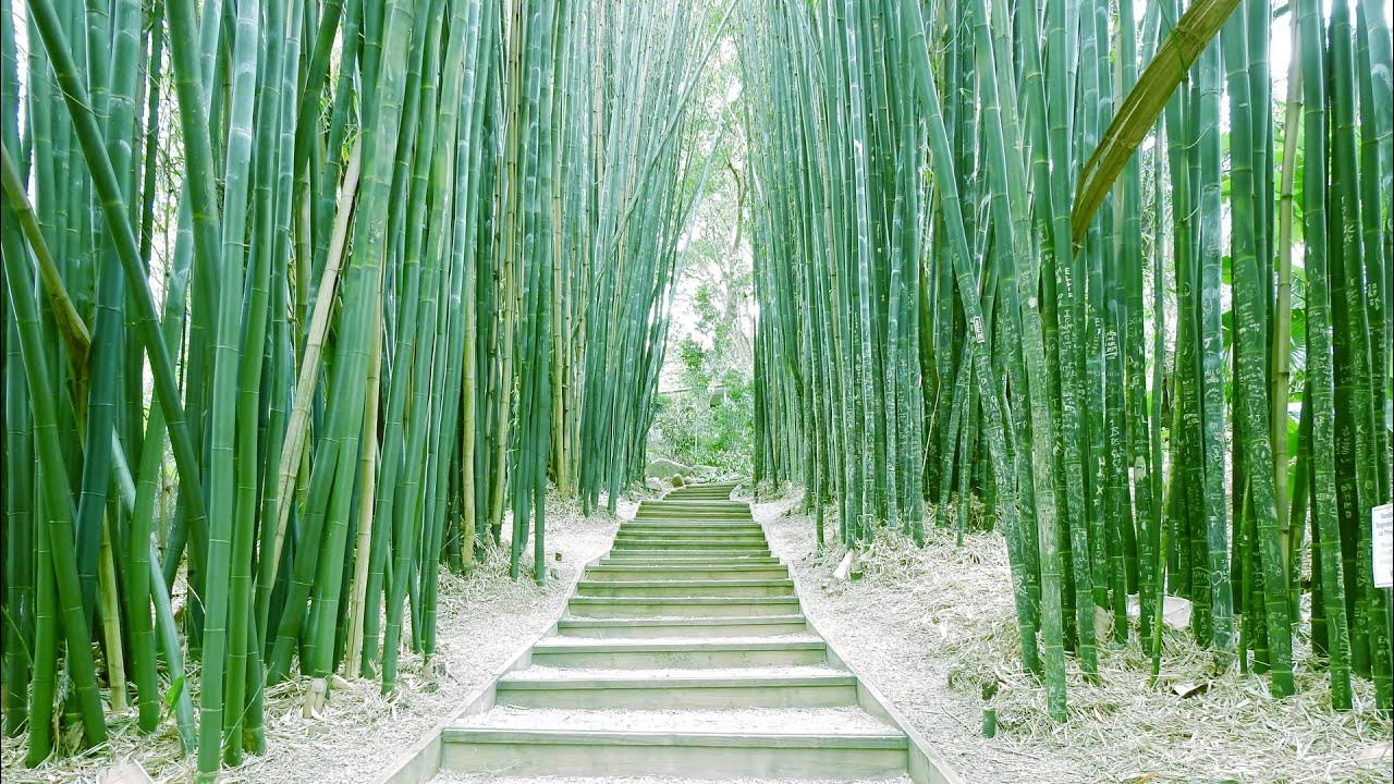 Бамбуковая роща грв