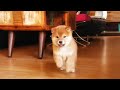 Shiba Inu puppies having fun