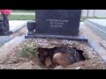 Cette Chienne Garde la Tombe de Son Maître. Quelqu’un va Ensuite Faire Une Découverte Phénoménale