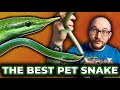 This is the Best Pet Snake You&#39;ve Never Heard Of! | Rhino Rat Snake