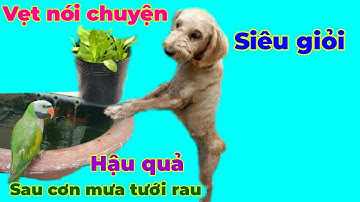 Vẹt nói chuyện siêu giỏi _ Hậu quả sau cơn mưa tưới rau