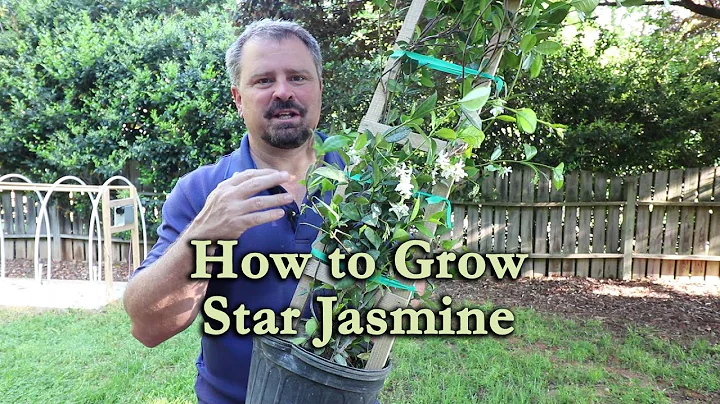 How to grow Star Jasmine (Confederate Jasmine) wit...