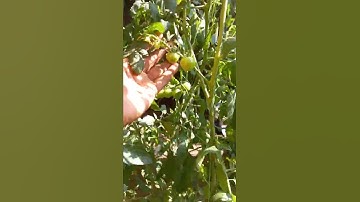 Cherry🍒 Tomatoes मेरे Kitchen Garden में।😊 #shorts #youtubeshorts #gardeningshorts #cherrytomatoes