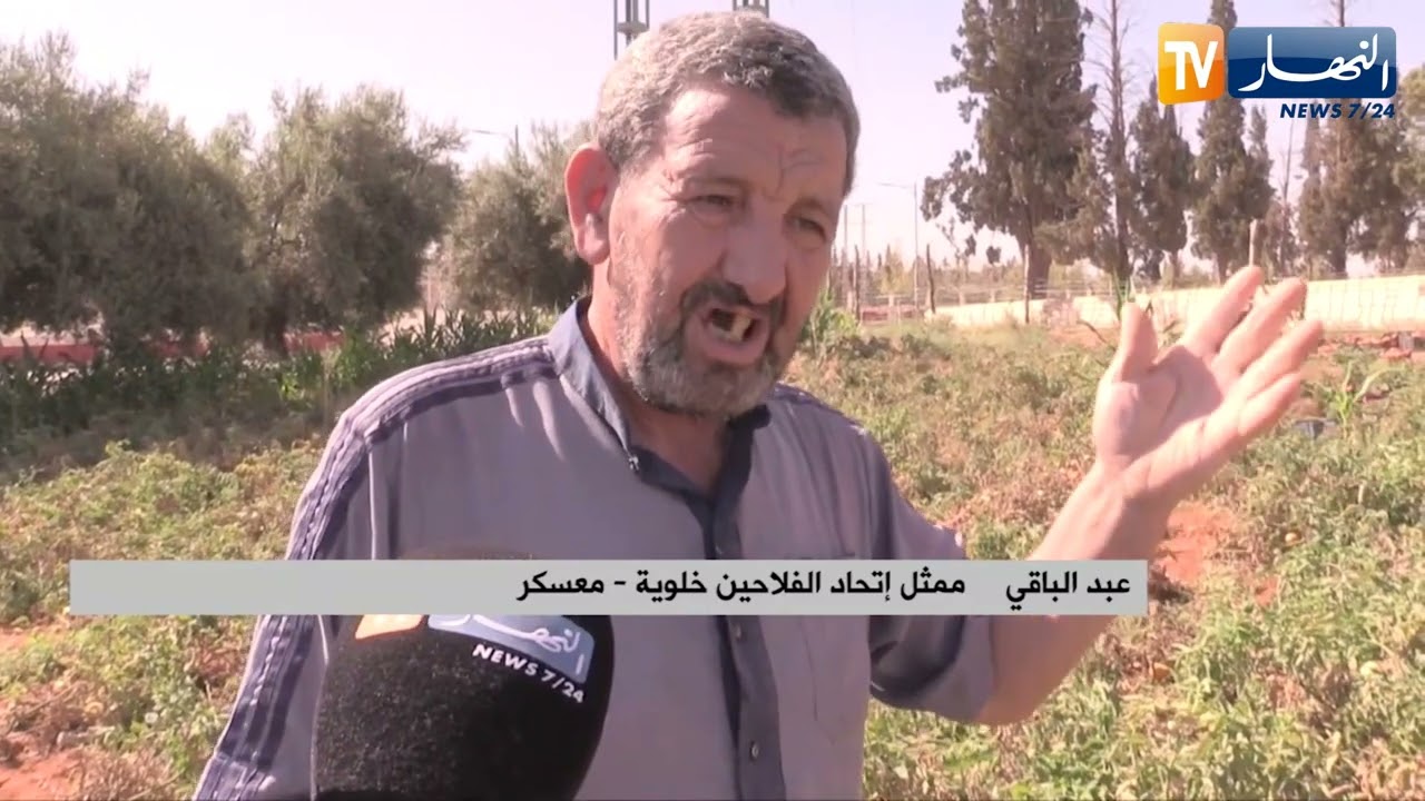 معسكر:  إنتاج وفير لمادة الطماطم ببلدية خلوية رغم التحديات التي تواجه هذه الشعبة