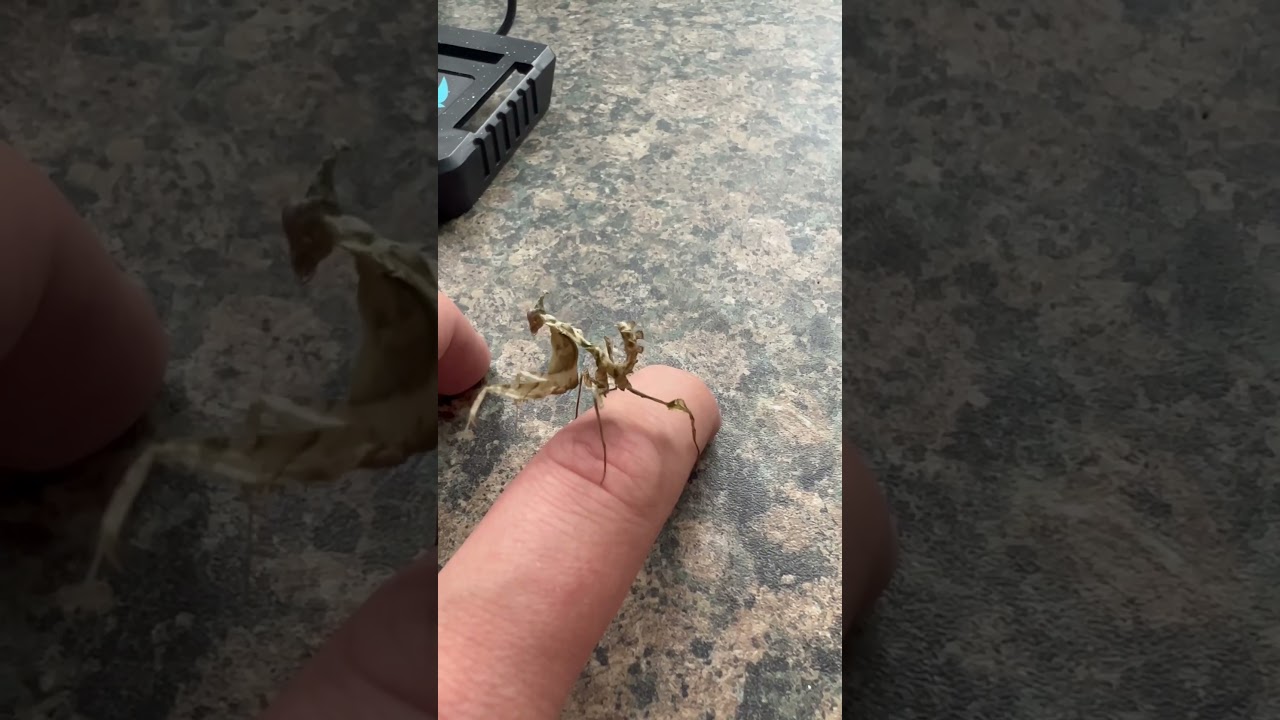 My new devils flower mantis 😍