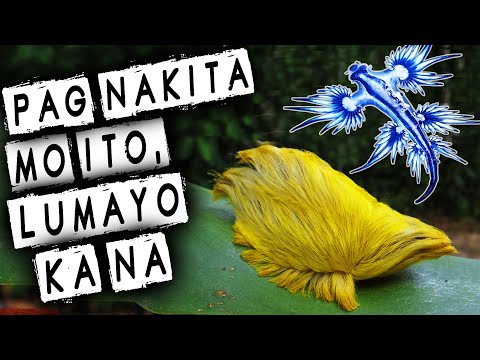 Video: Ang kakaibang hayop sa mundo: paglalarawan, larawan