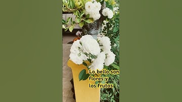 Thumbnail of La alegría que solo conoce el Alma #music #love #song #plantas #tendencias #flores #nature #amor