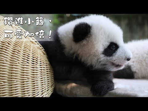 《熊貓主題趴》鑽進小籠，可愛加倍！ | iPanda熊貓頻道