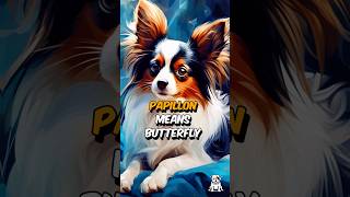 3 Fun Facts About Papillon Dogs #shorts #papillondog