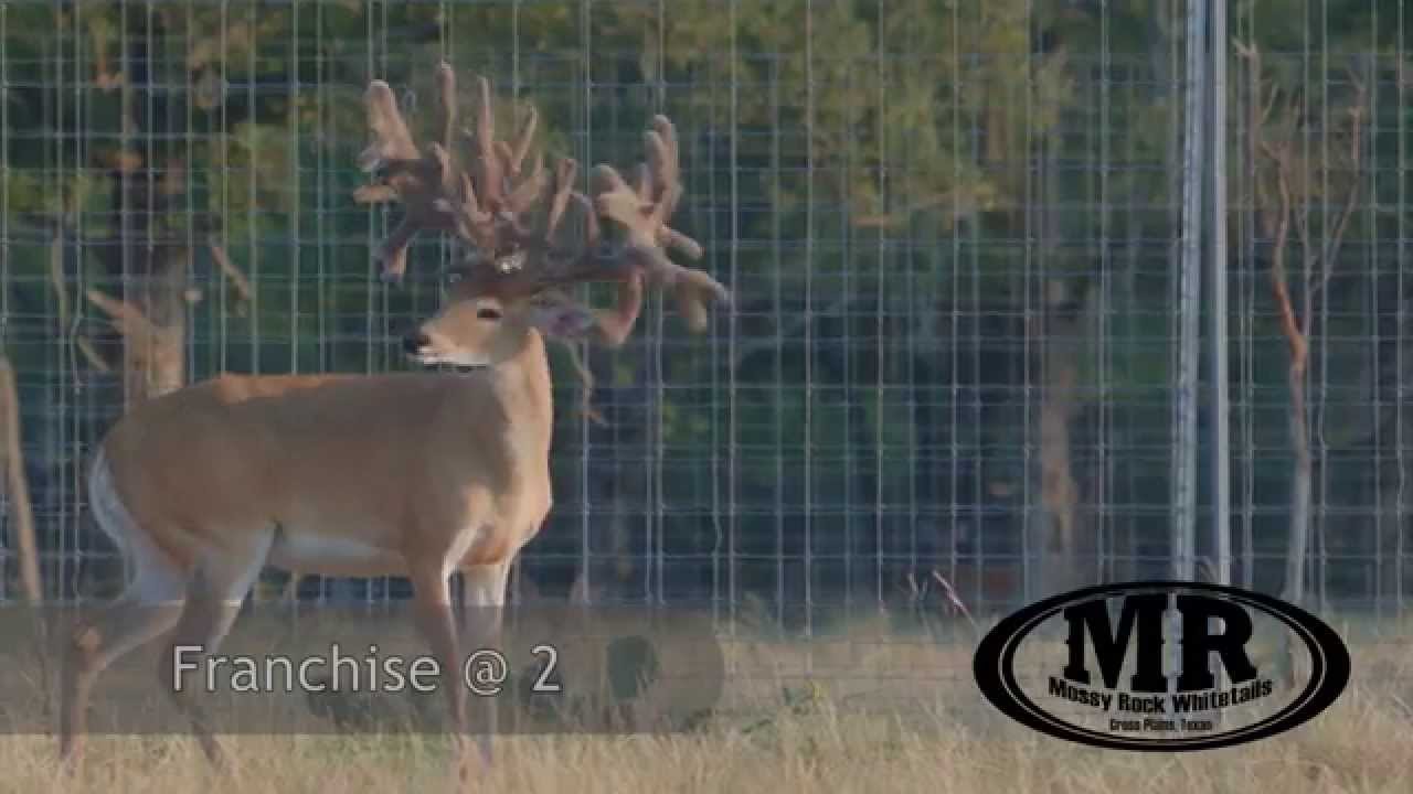Monster Bucks Mossy Rock Whitetails August; 2014 YouTube