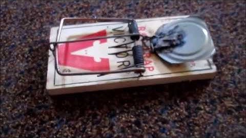 Weasel Rat Trap Modification