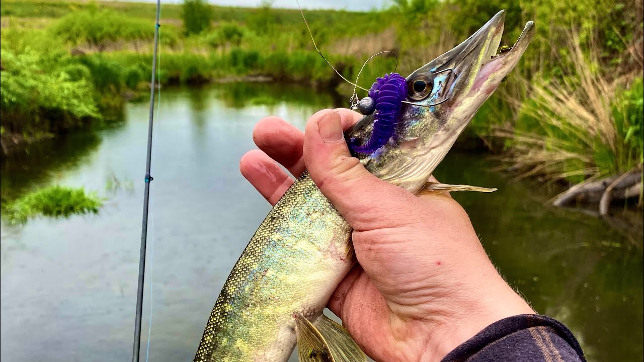 ОТКУДА СТОЛЬКО ЩУКИ В ЭТИХ ЛУЖАХ. МИКРО РЕЧКА В ГЛУХОМ МЕСТЕ.