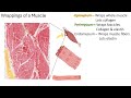 Muscle Wrappings 24