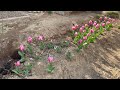 TULIPANES POR PRIMER VEZ EN 40 DIAS PROCESO COMPLETO
