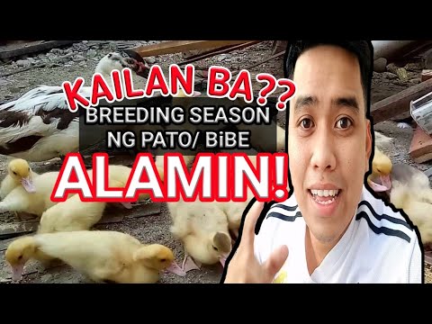 Video: Paano Mag-breed Ng Muscovy Duck