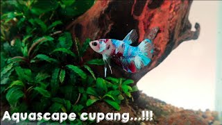 #197 Membuat Aquascape untuk ikan cupangku!!