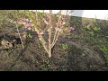Цветение  персиков 2021 в питомнике  Барский Сад