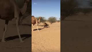 Wild Arena | Camel vs Lion – Ultimate Desert Showdown (8K Ultra Realistic)