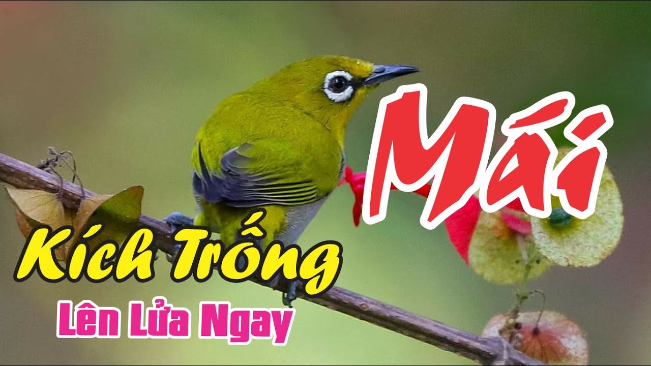 Khuyên Mái Siêu Kích Trống Lên lửa Mỗi Ngày