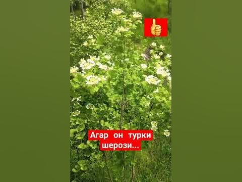 #shorst Агар он турки Шерози... - YouTube
