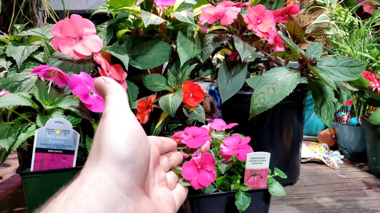 CULTIVANDO: SunPatiens e Impatiens 