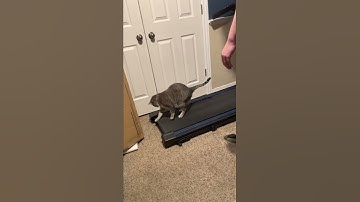 Surprising the Cat by Turning the Treadmill On || ViralHog