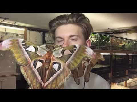 Giant moths from Philippines