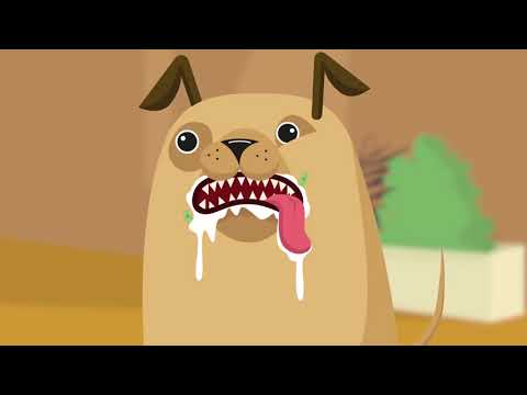 Video: Symptome von intestinalen Parasiten bei Hunden