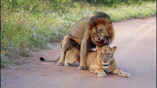 Kruger Park, Season 1Bis (French), &quot;Mating Lions 1&quot;, full documentary on 2 couples of lions.