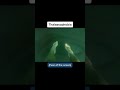 If This Video Scares You You May Have… Thalassophobia #shorts #phobia