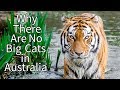 Why There Are No Big Cats in Australia