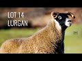 LOT 14 - Lurgan