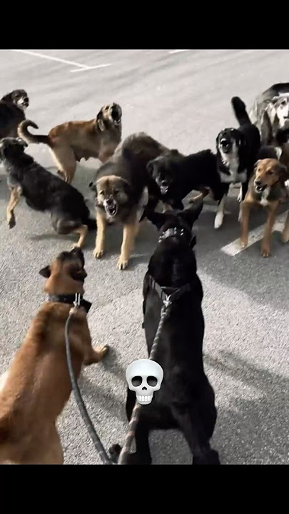 Dog Protection 💀