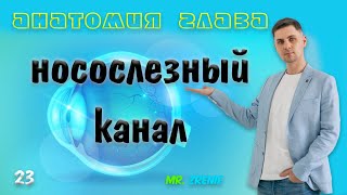 Носослезный канал | слезный канал анатомия и функции