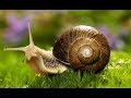 Cómo tener un Cultivo de Caracol (Helix Aspersa) - TvAgro por Juan Gonzalo Angel