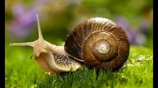 Cómo tener un Cultivo de Caracol (Helix Aspersa)  TvAgro por Juan Gonzalo Angel