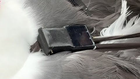 Tracking Gulls | How Do the Transmitters Work?