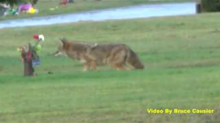 Coyote Stalking Something by Bruce Causier 3,904 views 5 years ago 3 minutes, 35 seconds