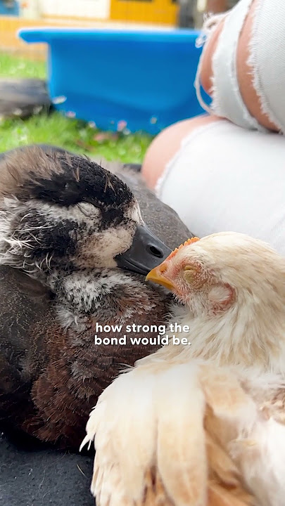 Fiancé Says No More Ducks So Naturally He Becomes A Duck Dad | The Dodo