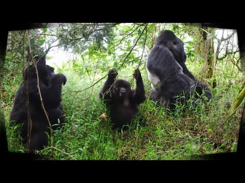 Vidéo: Le Plaisir De Chercher Et De Trouver Des Gorilles Dans Le Parc National Des Virunga