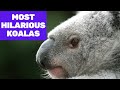 Most Hilarious Koalas on the Internet