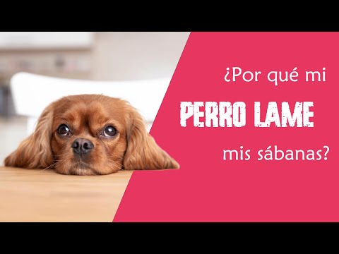 Video: ¿Qué significa cuando tu perro te lame?