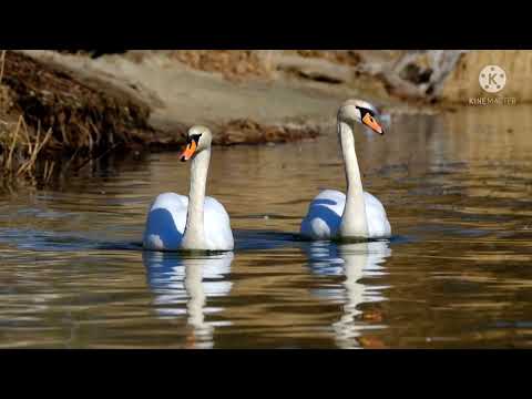 swan family swimming in the water#shorts #love status #water birds