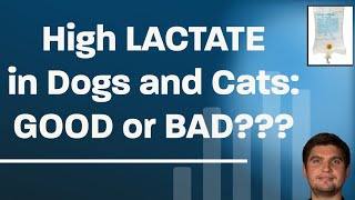 High lactate in dogs and cats