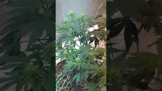 Purple Autoflorecientes Pre Flora Con Apical E Lst cultivointerior