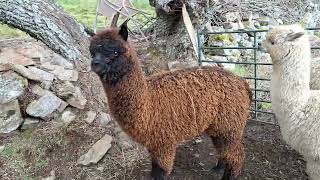 Alpacas de Gredos: Harness Training For Our 10 Month Old Cria