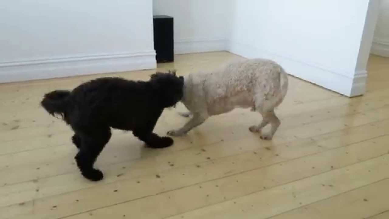 Archie Spoodle/cockapoo masterclass in social play - YouTube