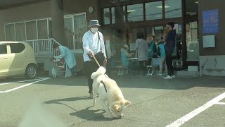【秋田犬ゆうき】毎年失敗してしまう狂犬病予防接種の撮影ですが…今年はバッチリ【akita dog】